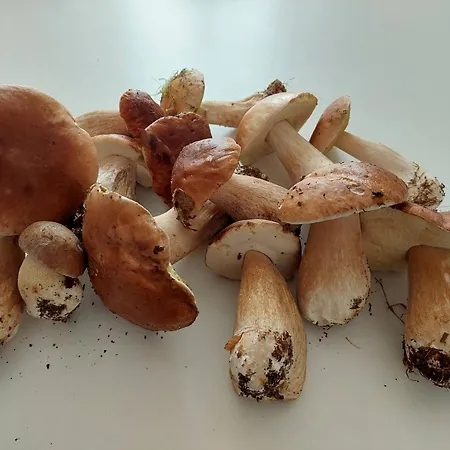 فندق مبيت وإفطار Maison Puygaud