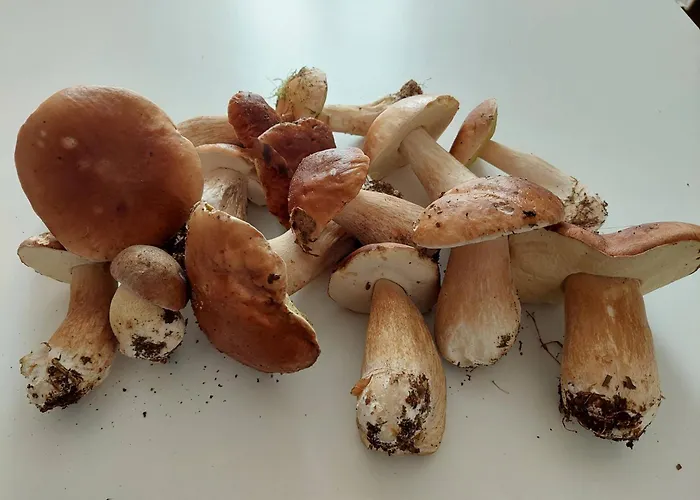 Frühstückspension Maison Puygaud